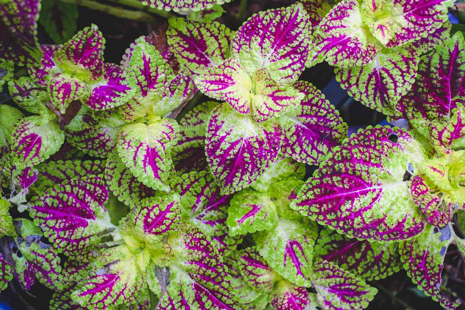 pink, green, and yellow leaves of coleus plants