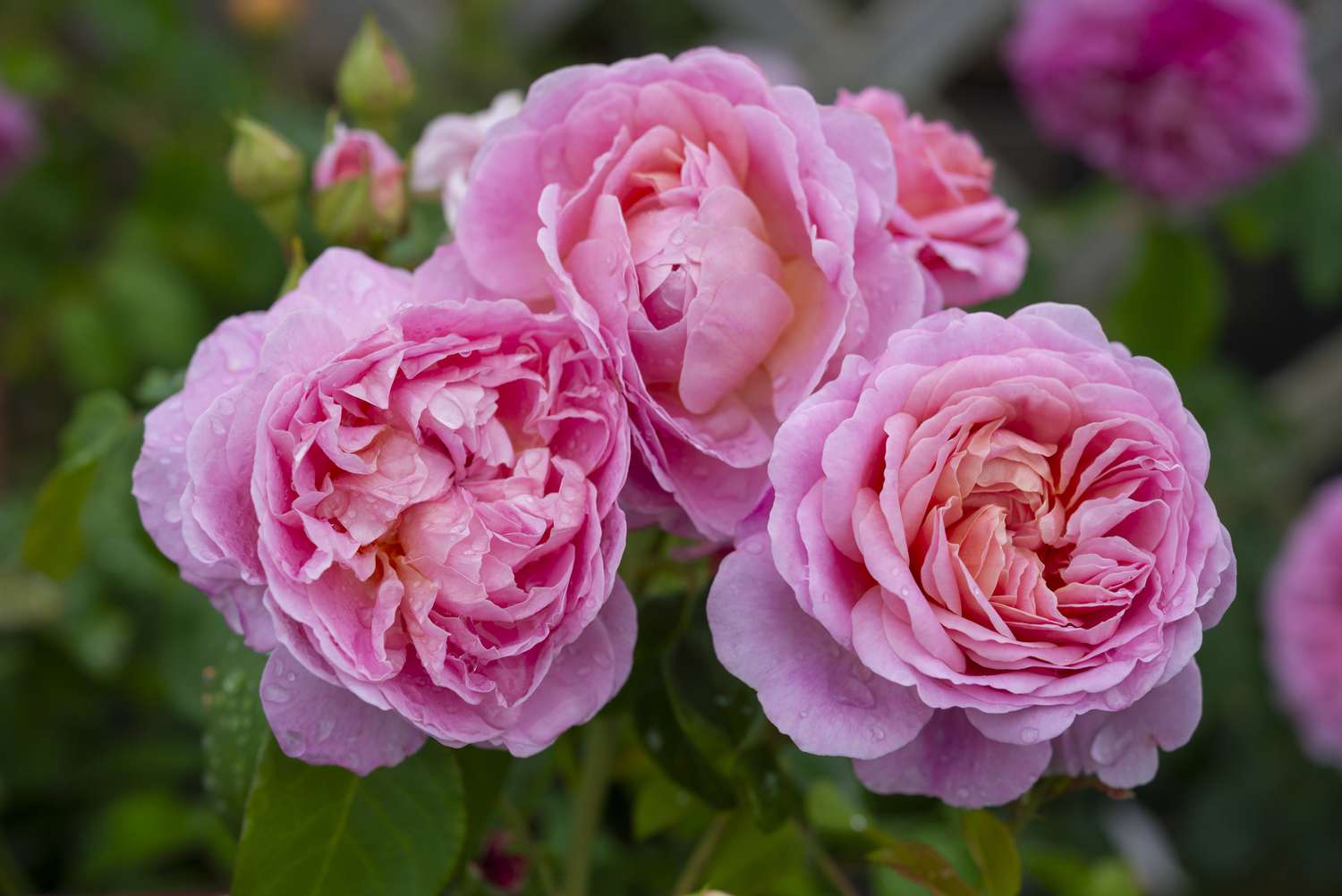 Shrub rose with pink double flowers