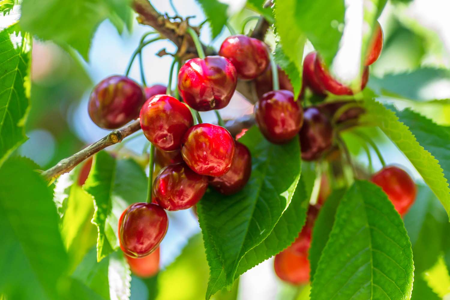 Ripe cherries on a tree branch with green leaves