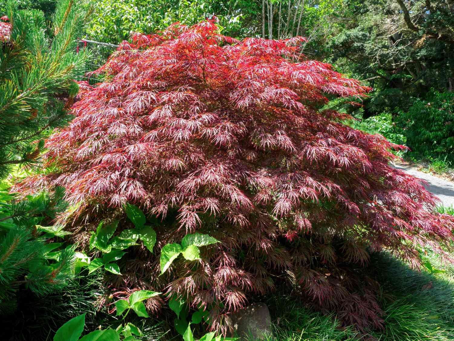 Crimson weeping tree