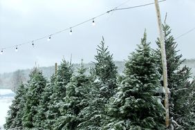 snow frosted pine trees in the winter