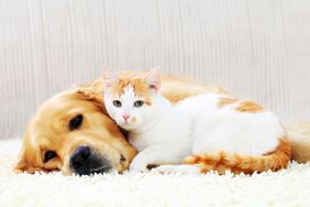 A golden retriever lying on the floor with a white and orange cat resting beside it