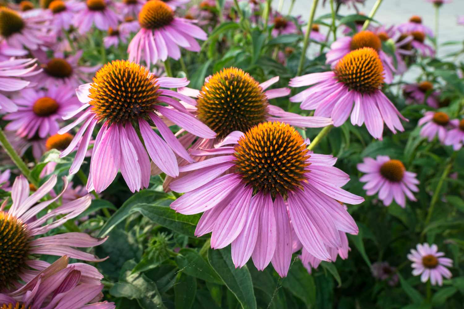 Cone flower