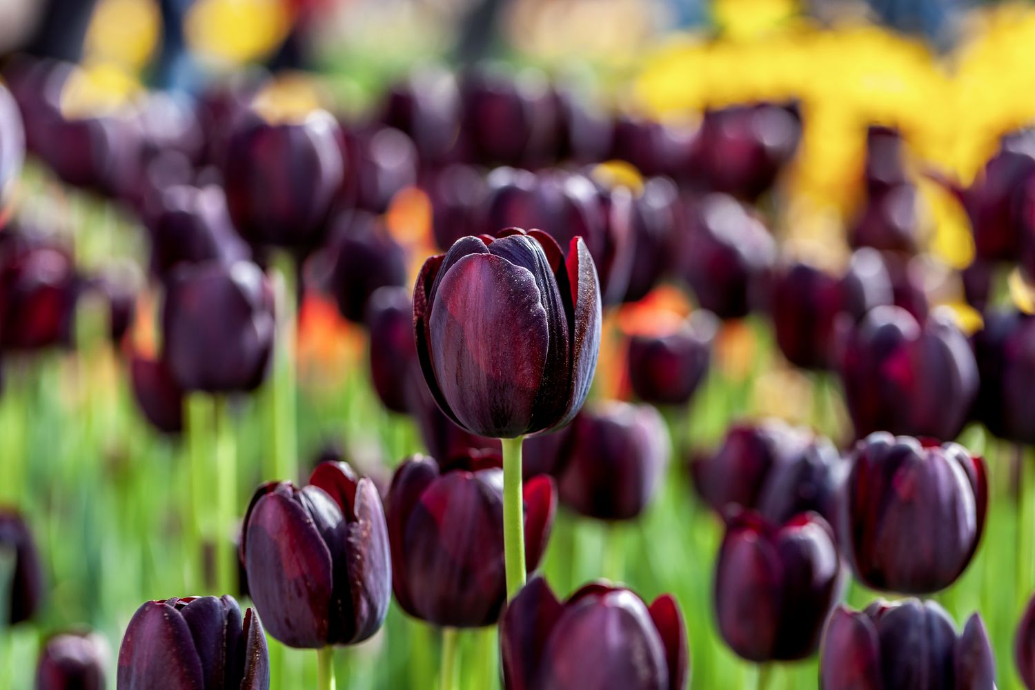 Purple-black tulips