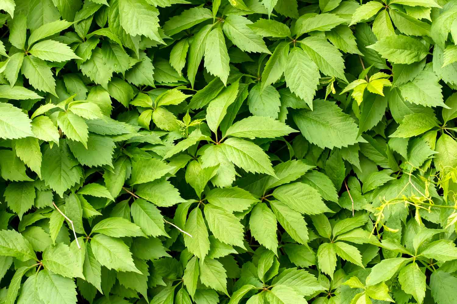 Green Virginia Creeper