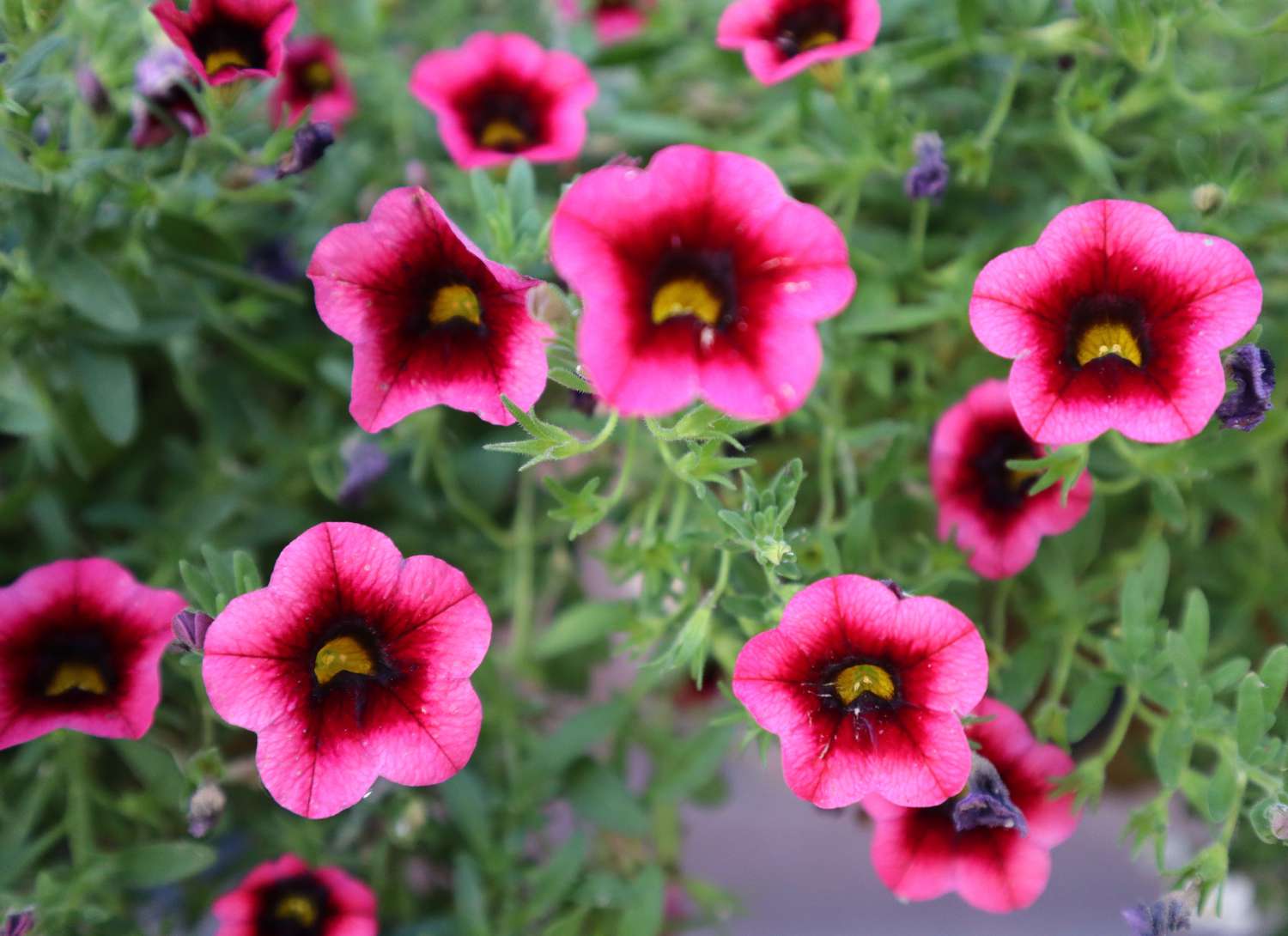Calibrachoa flowers with pink blooms
