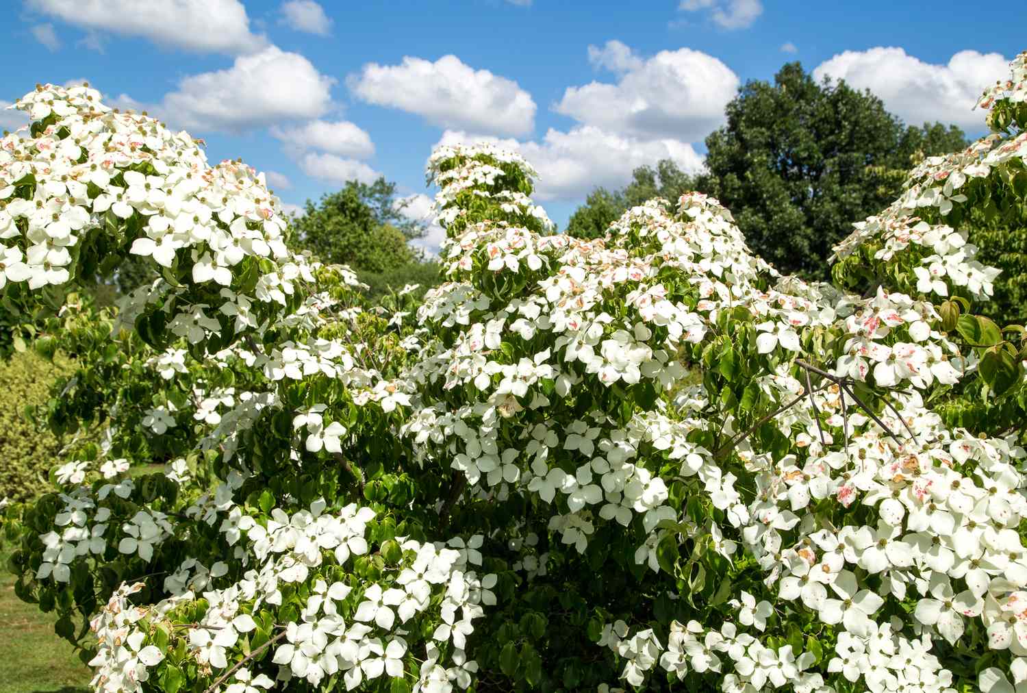 A blooming dogwood tree in a natural outdoor setting