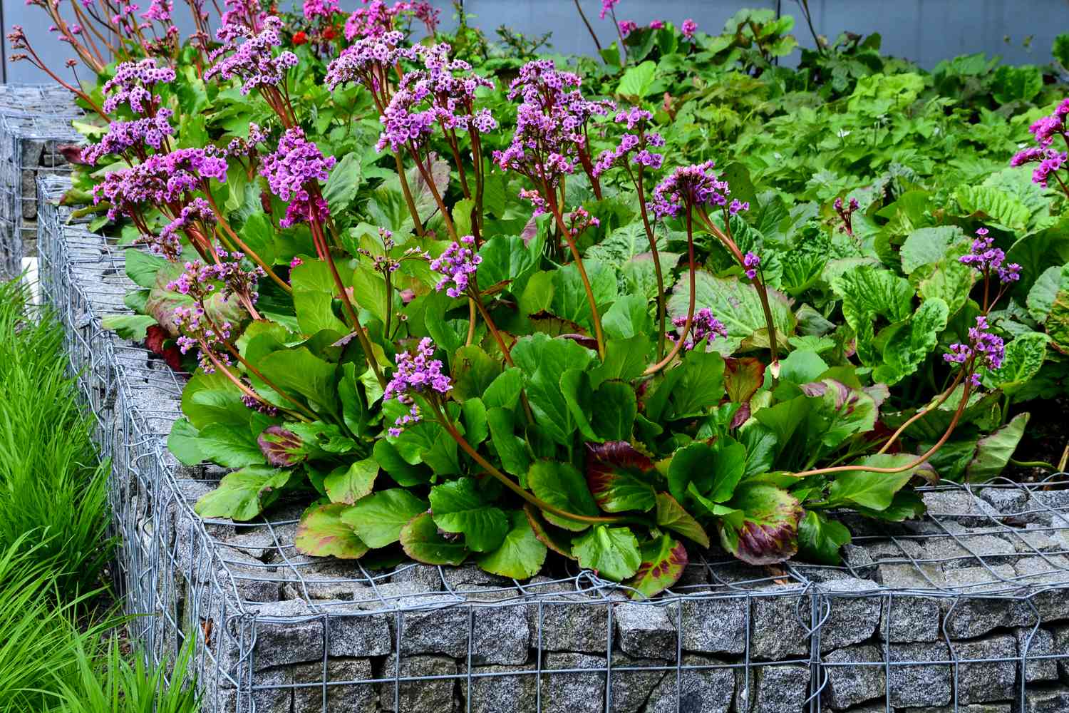rock garden flower bed