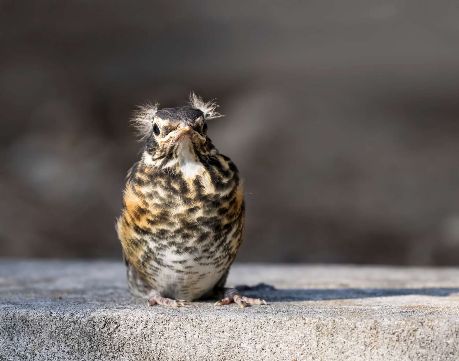 A small bird perched on a concrete surface