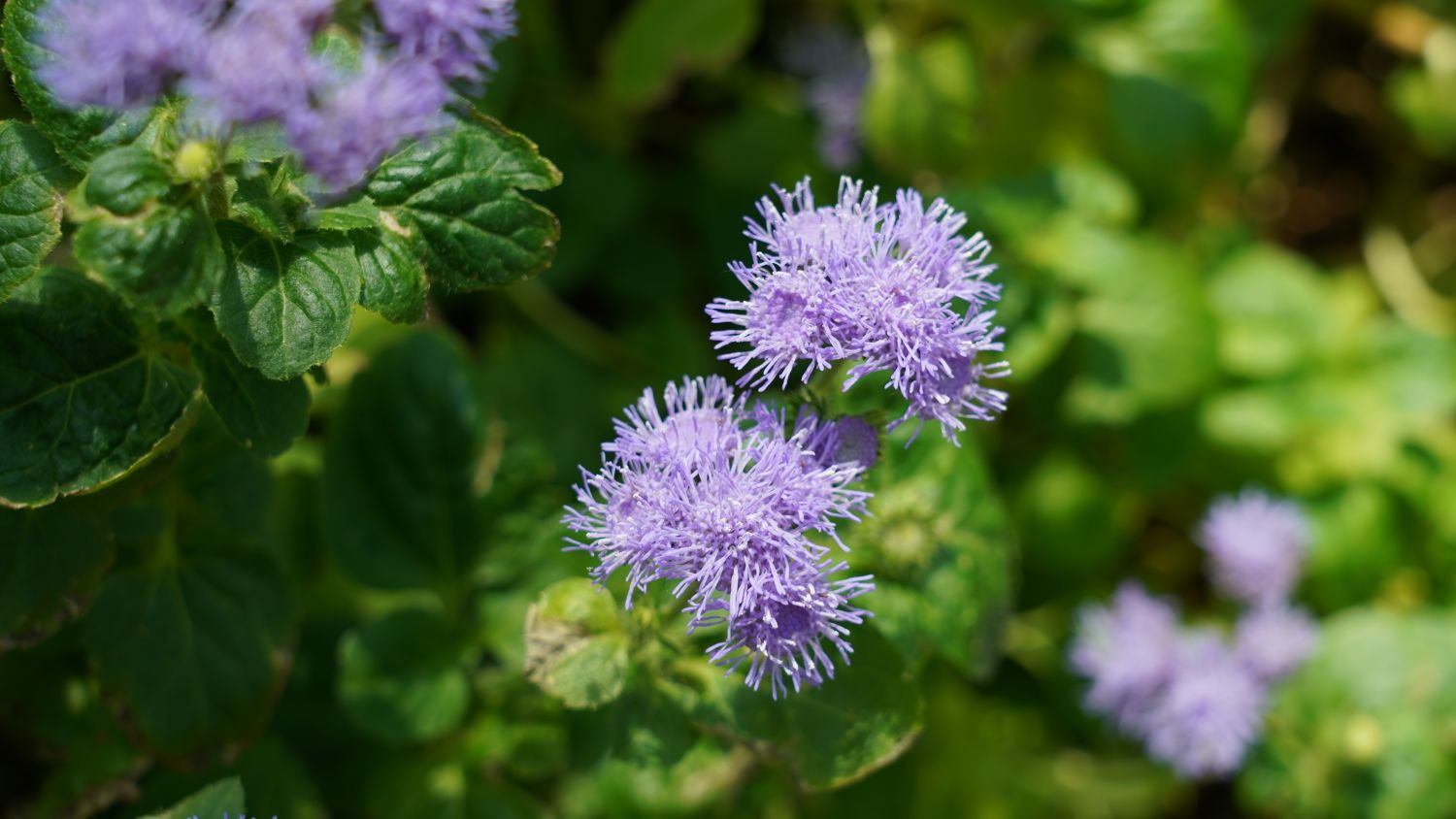Purple flowers with green foliage