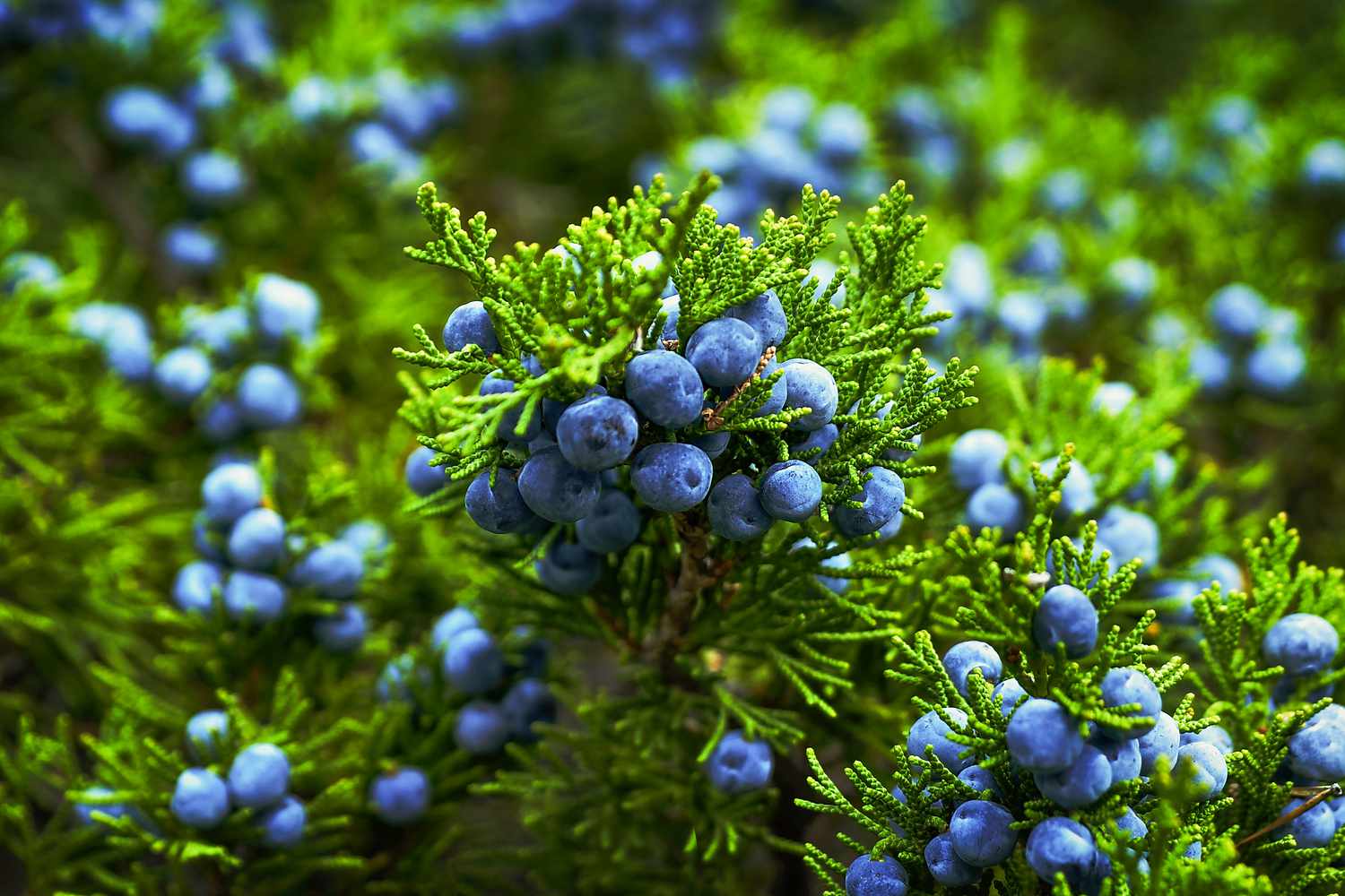 juniper berries