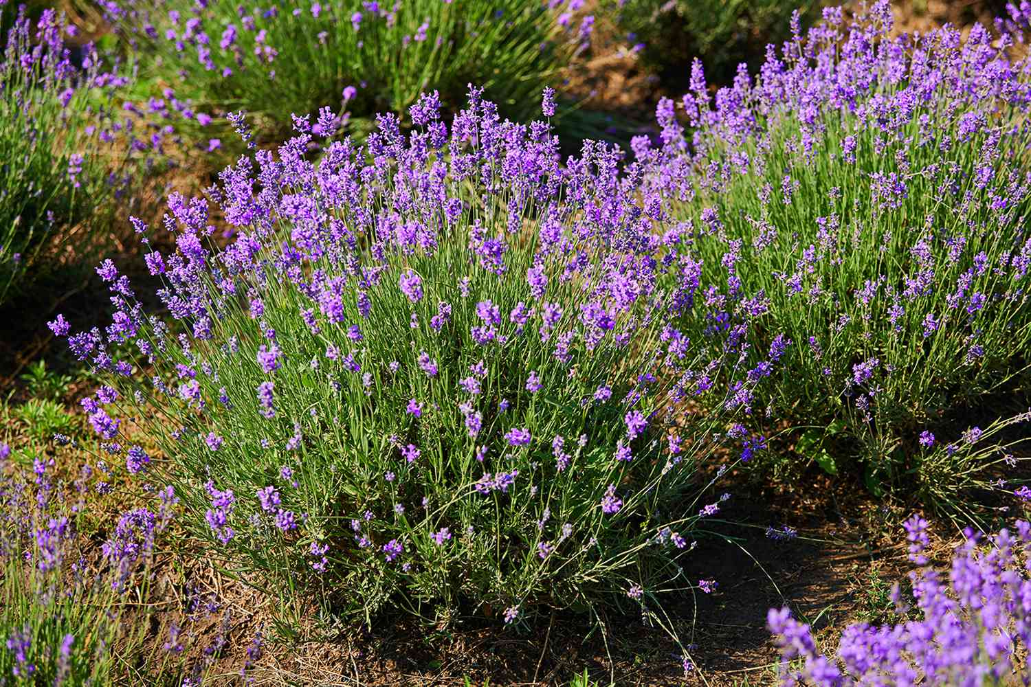 Growing lavendar