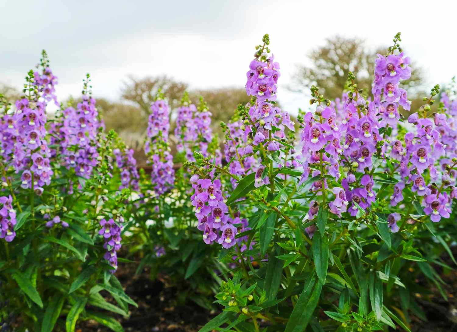 Angelonia with purple blooms in a garden