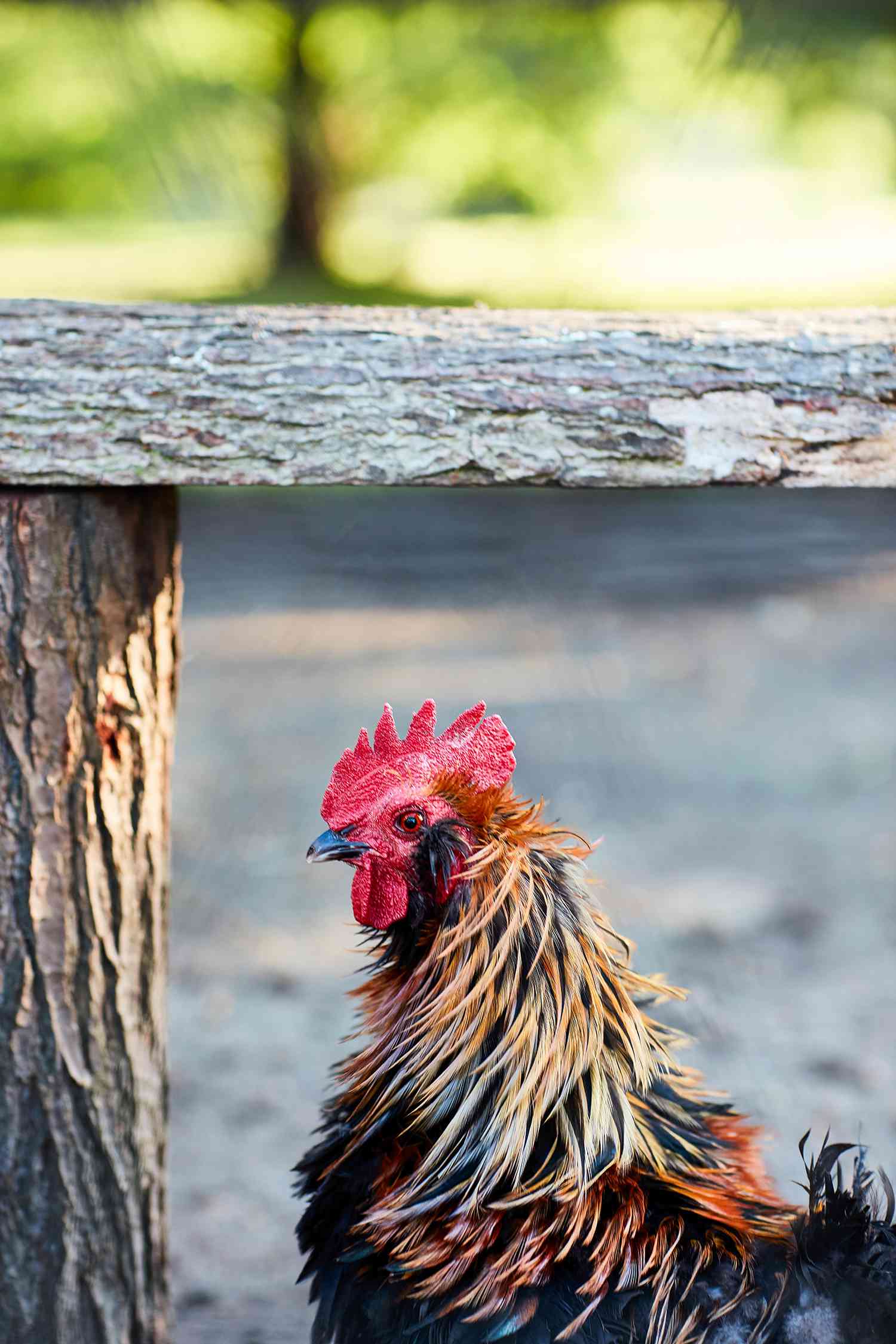red headed colorful chicken by log