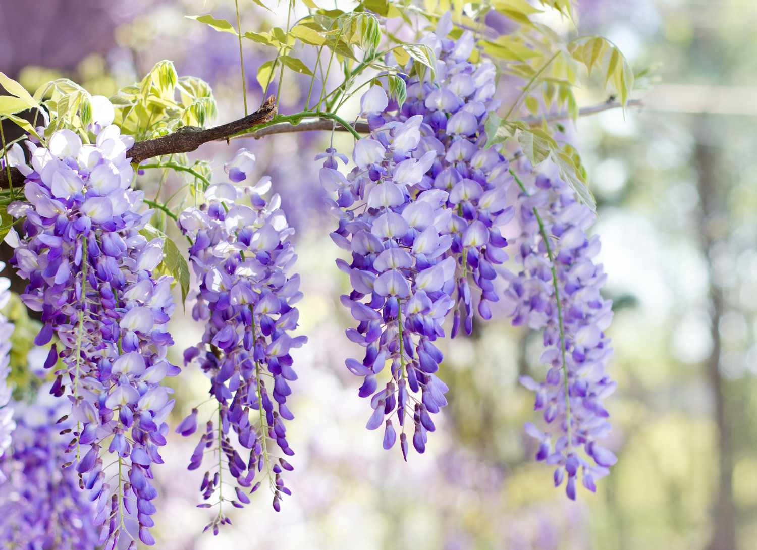 Wisteria vine