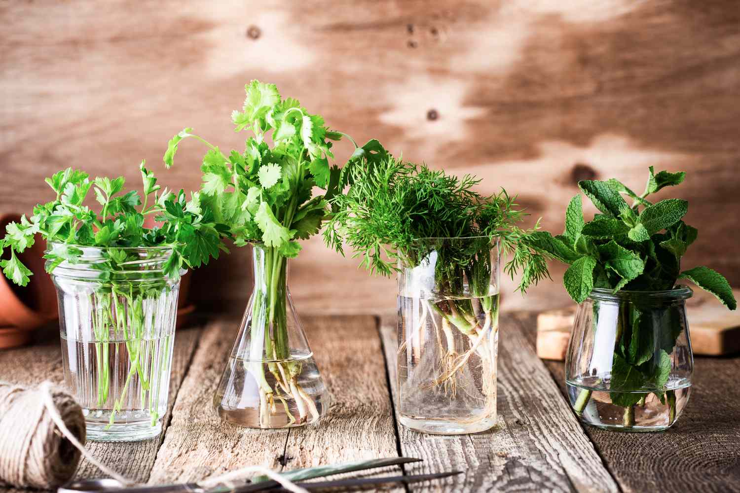 Herbs in water