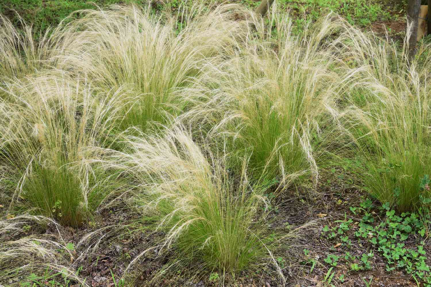 Mexican Feathergrass