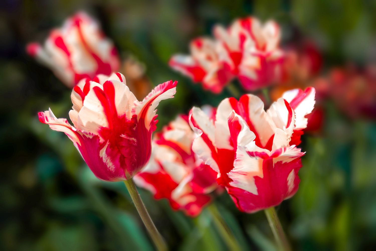 Parrot tulips