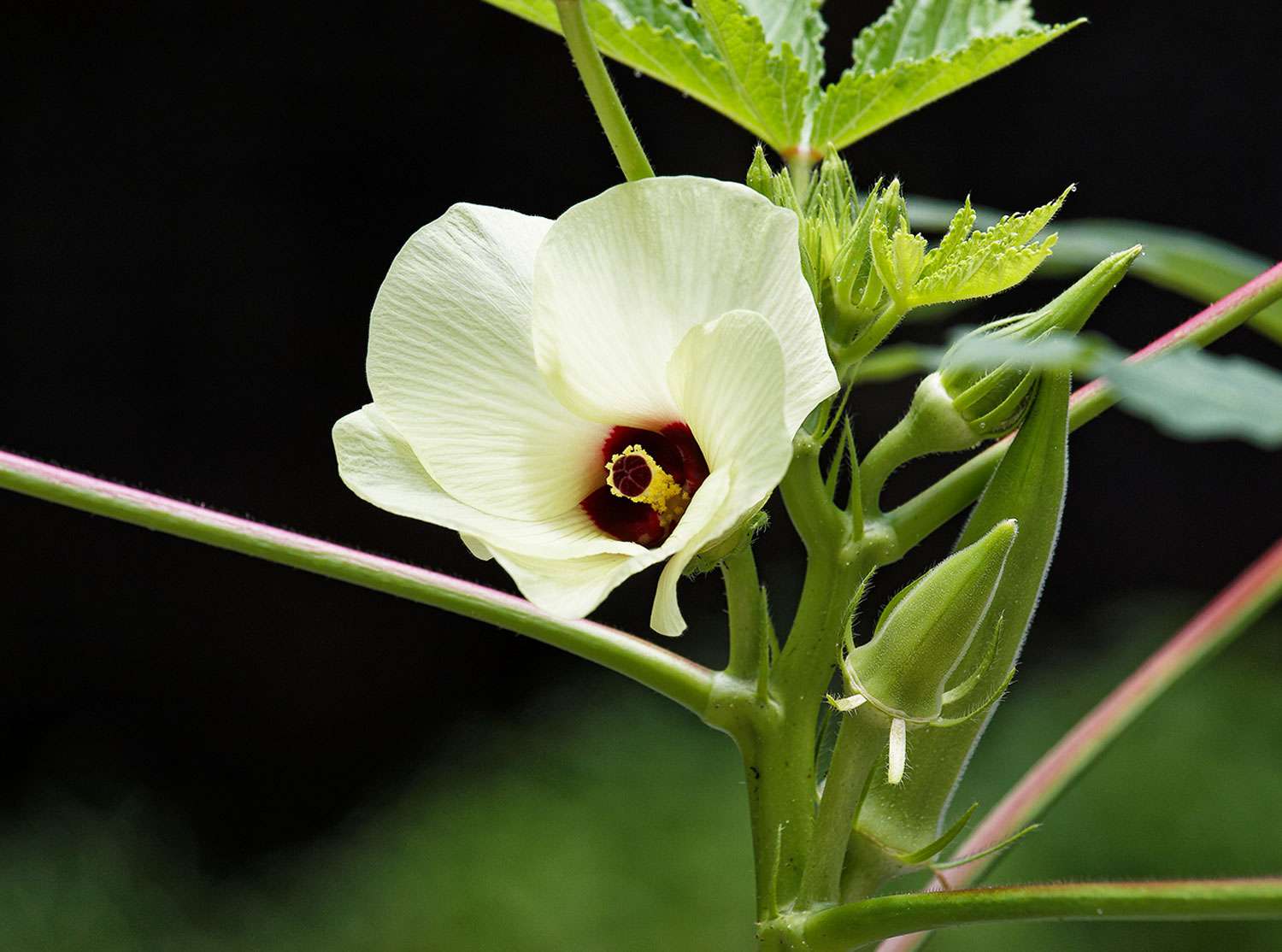 Okra Flower