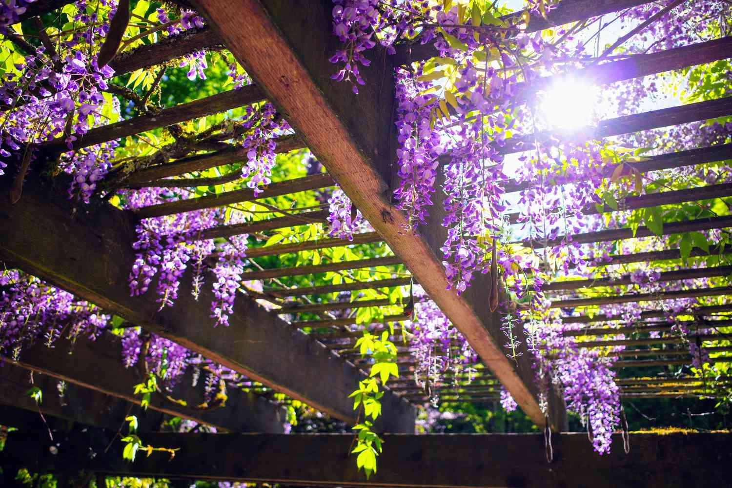 Purple wisteria blossoms hanging down from the trellis with beautiful sunbeam in Summer.