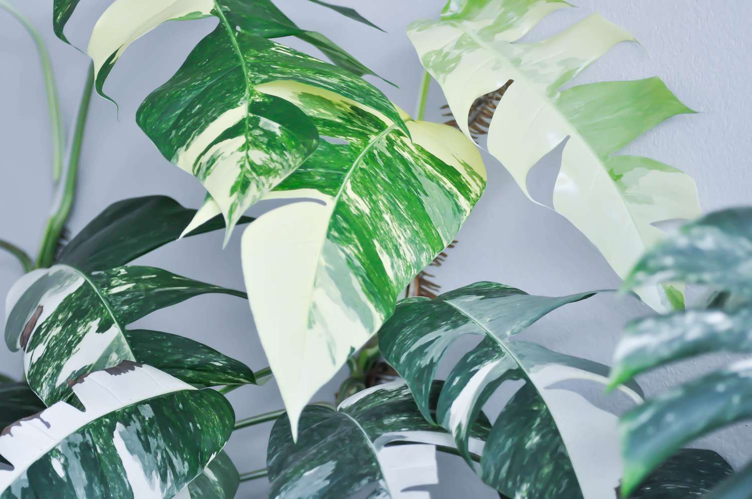 Epipremnum, Epipremnum Pinnatum Variegata or Epipremnum pinnatum variegated albo or bicolor plant