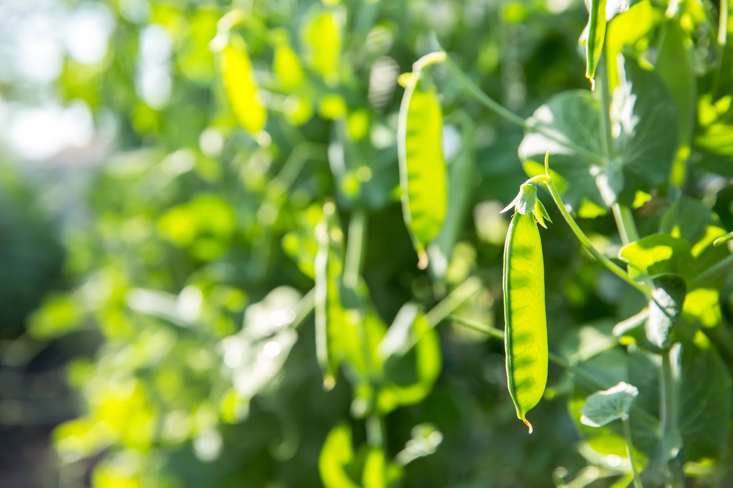Close-up of green pea pods growing in the garden.