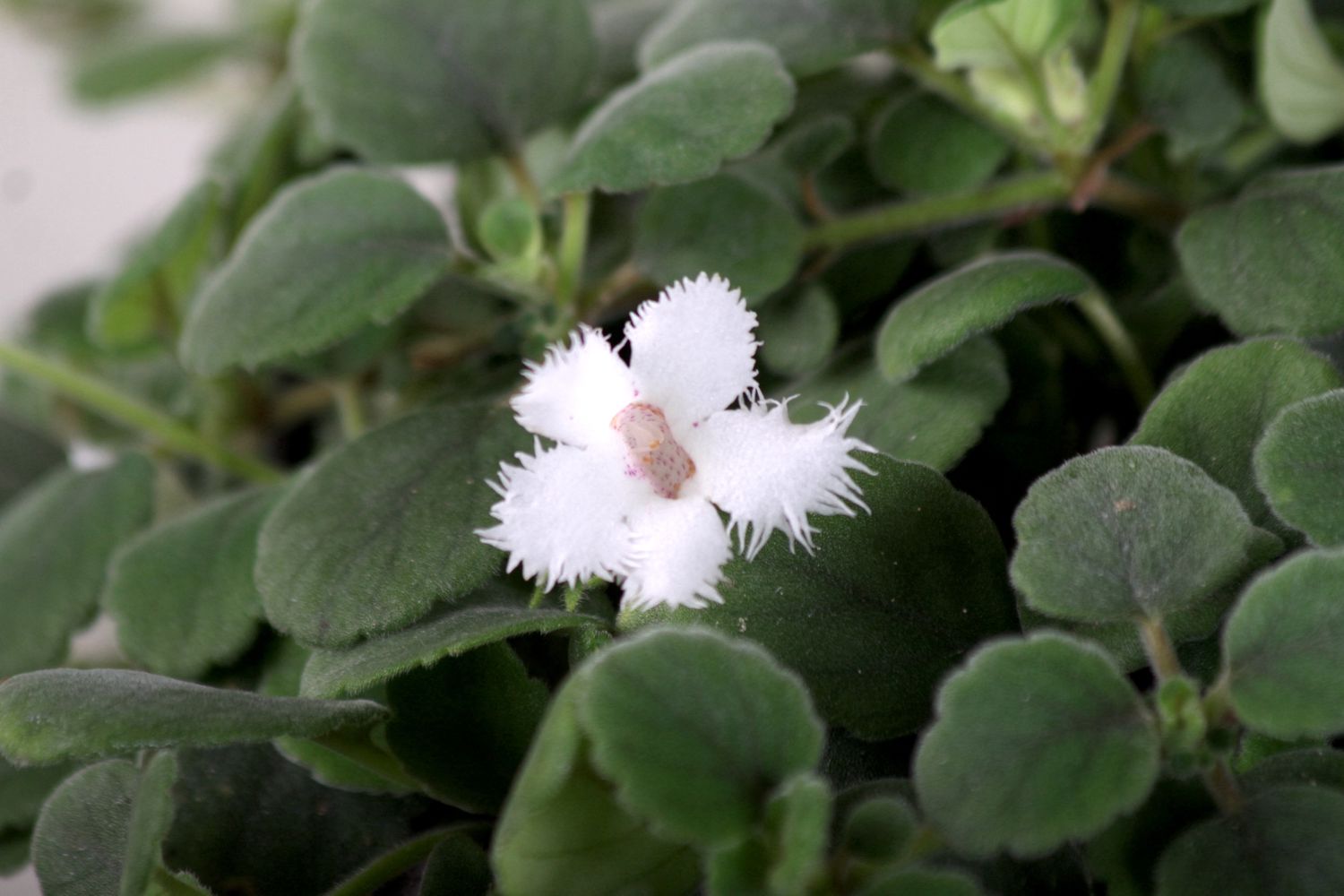 Small white flower against green leaves