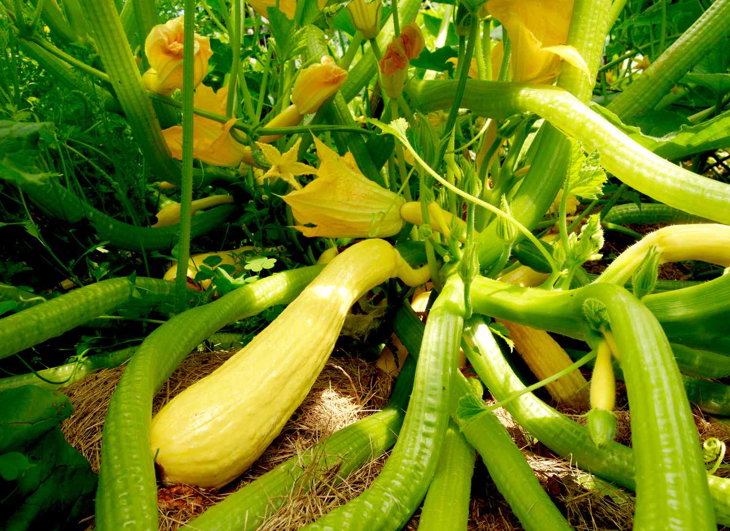 several yellow squash growing in a garden