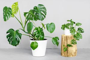 Two types of monstera plants
