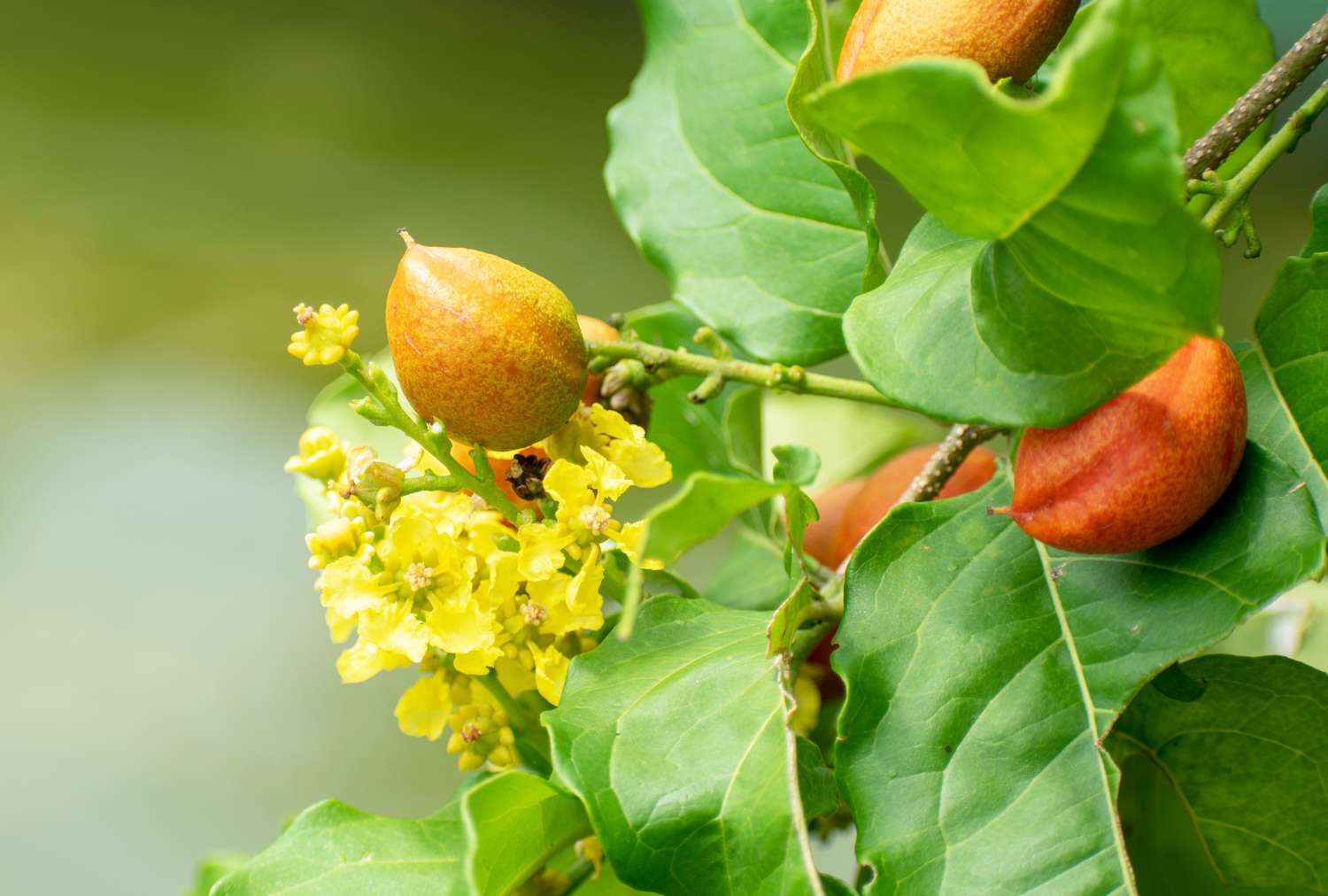 Closeup of a fruiting branch of a Bunchosia tree with leaves flowers and unripe fruits visible