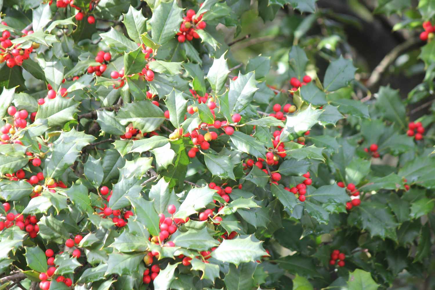 american holly tree with blooming red berries