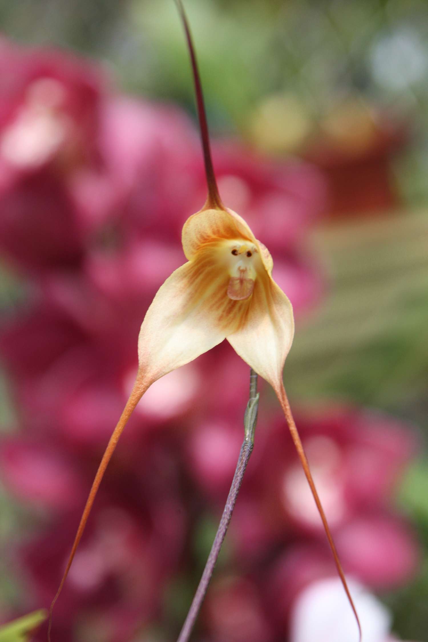 dracula-monkey-face-orchid-0718.jpg