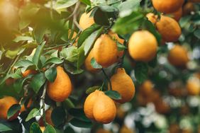 ripe yellow-orange Meyer lemons on a lemon tree