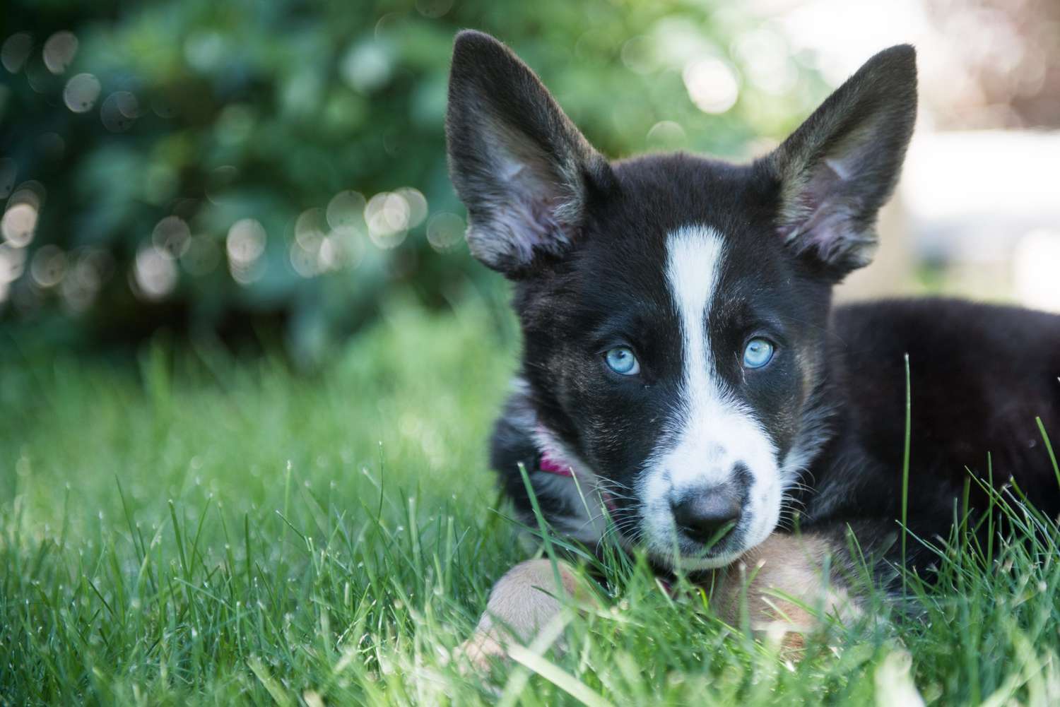 german shephard husky mix puppy laying in grass