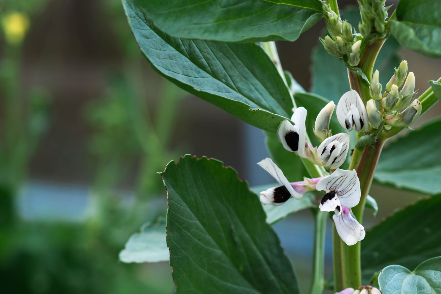 Closeup of a flowering plant showing detailed petals and leaves