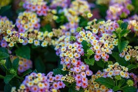 Cluster of lantana flowers in bloom featuring small clusters of delicate flowers with green leaves