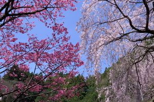 Cherry blossom trees in bloom with a clear blue sky in the background