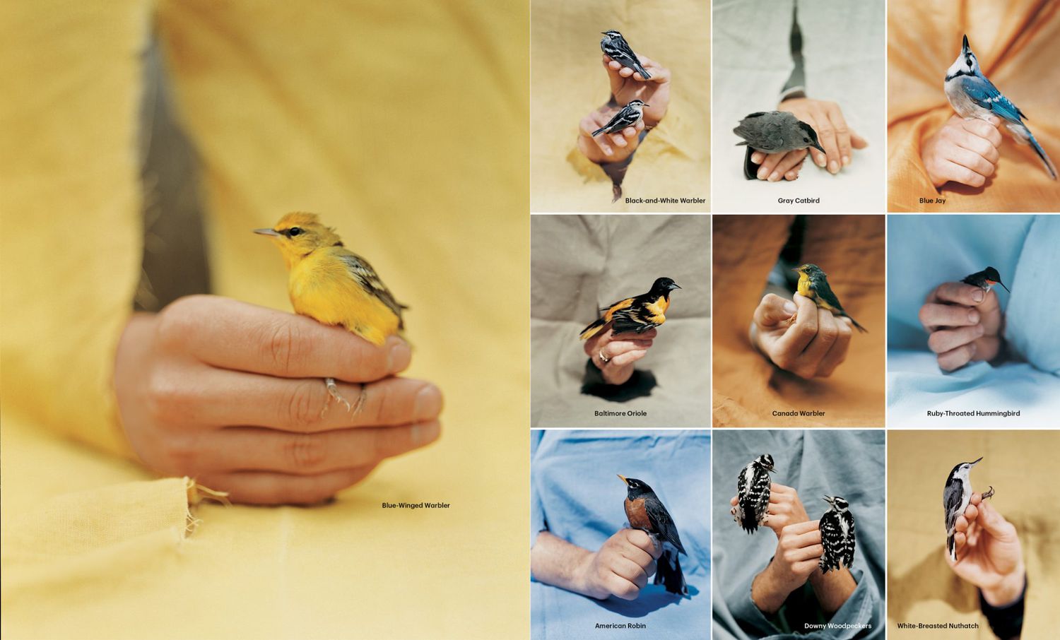 backyard bird glossary