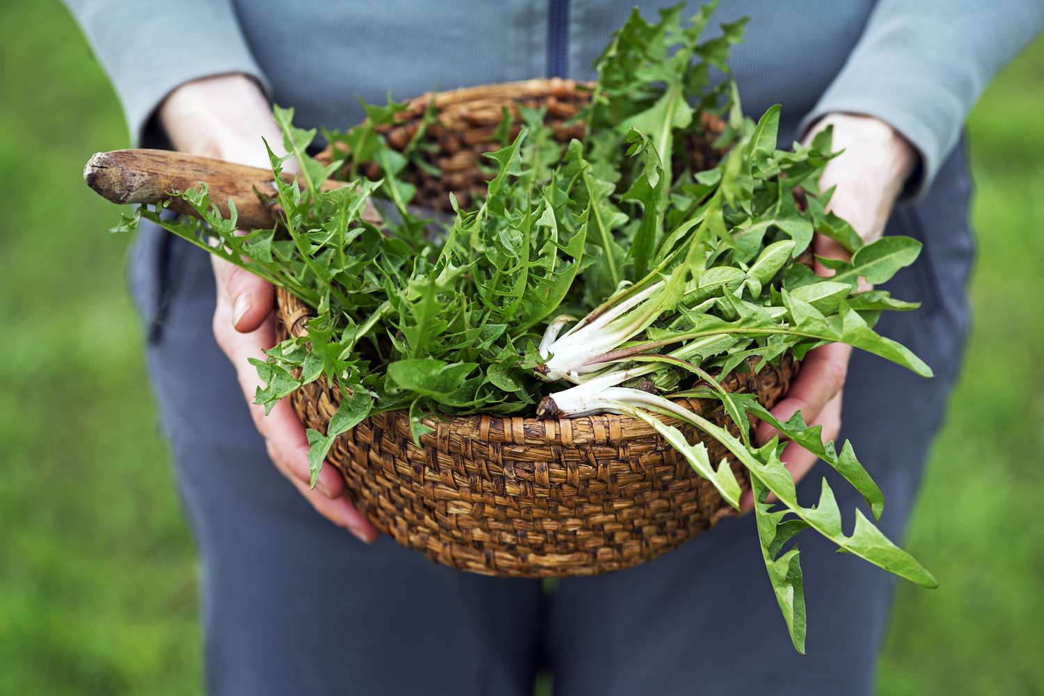 Picked fresh dandelion leaves in basket
