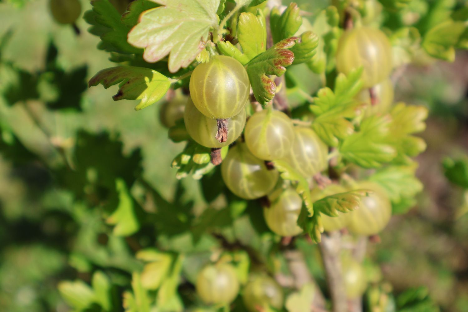 Close-up of fruits on tree