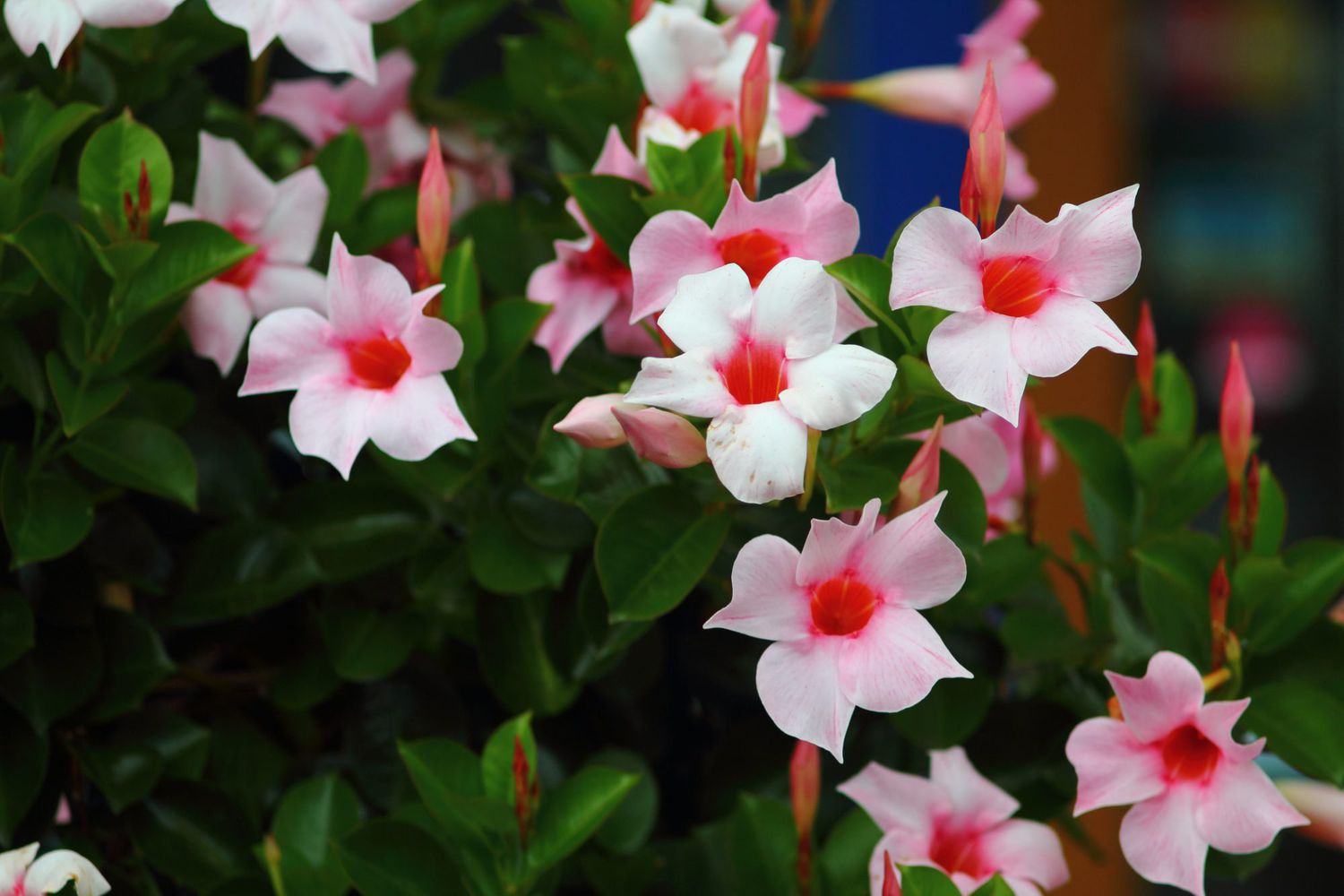 dipladenia flowers