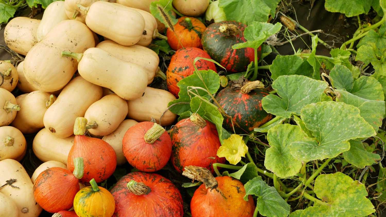 A collection of squash and pumpkins among green leaves