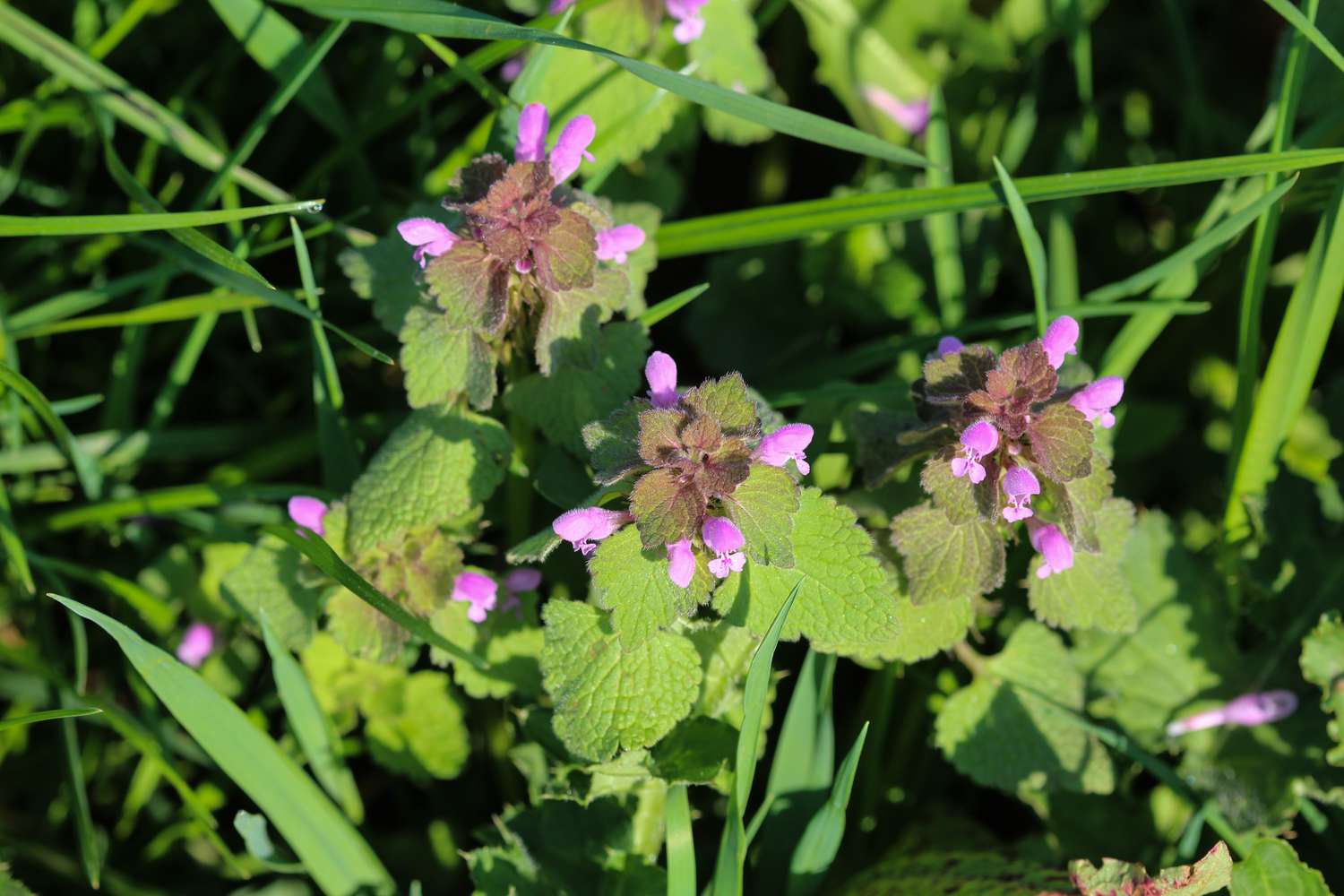 Henbit weed