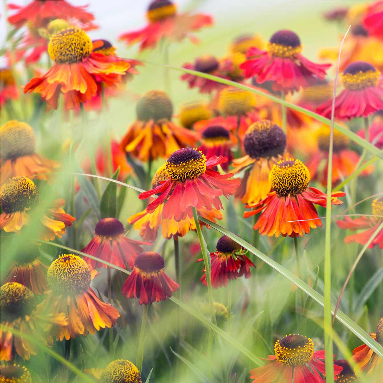 helenium red and orange flowers