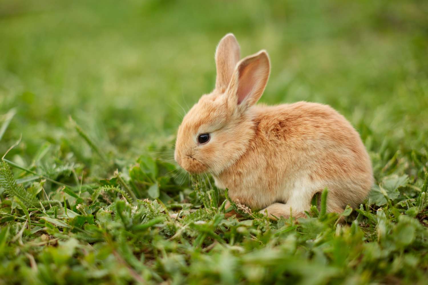 Cute easter orange bunny rabbit on green grass and green blurred background. Close up