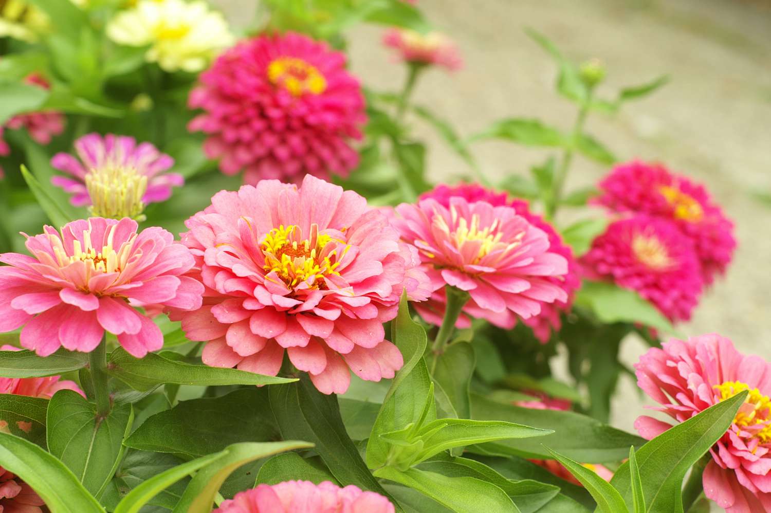 zinnia