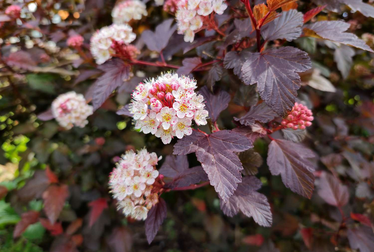 A branch of a ninebark plant with clusters of small flowers and dark leaves closeup view