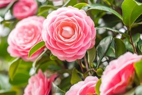 Closeup of pastel pink Camellia Japonica flowers blooming bush in the park or garden.