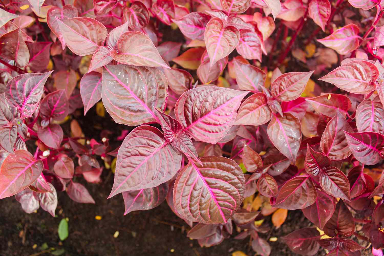 Blazin Rose Irestine