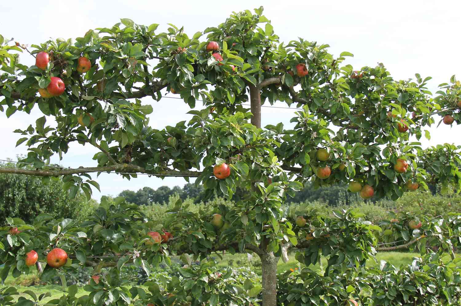 An espalier apple tree